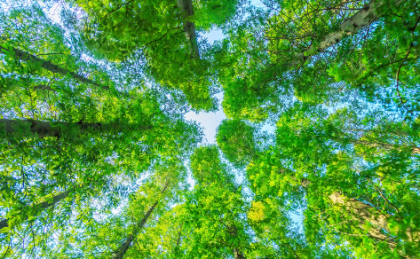 サステナビリティ